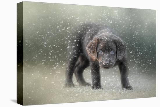 Her First Snow-Jai Johnson-Stretched Canvas