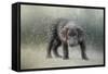 Her First Snow-Jai Johnson-Framed Stretched Canvas