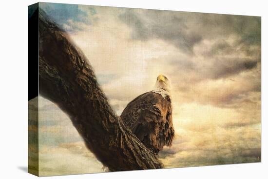 Her Majesty Bald Eagle-Jai Johnson-Stretched Canvas