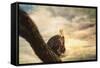 Her Majesty Bald Eagle-Jai Johnson-Framed Stretched Canvas