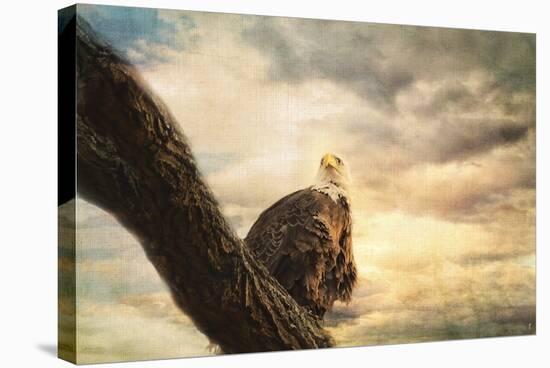 Her Majesty Bald Eagle-Jai Johnson-Stretched Canvas