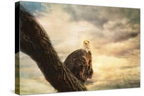 Her Majesty Bald Eagle-Jai Johnson-Stretched Canvas