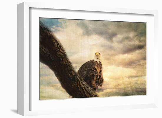 Her Majesty Bald Eagle-Jai Johnson-Framed Giclee Print