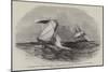Her Majesty's Brig Nautilus-Edwin Weedon-Mounted Giclee Print