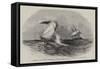 Her Majesty's Brig Nautilus-Edwin Weedon-Framed Stretched Canvas