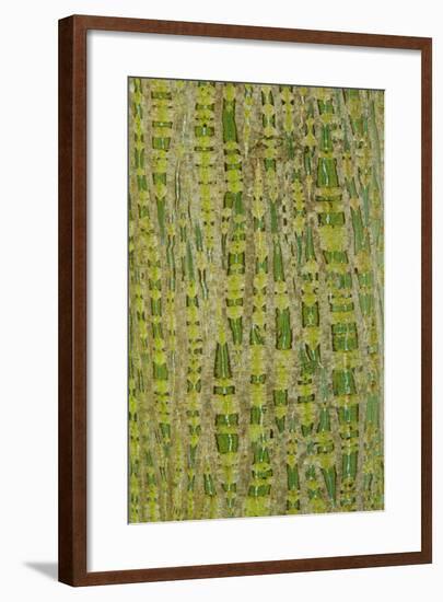 Her's Maple (Acer davidii grosseri) bark, close-up of trunk, in botanical garden, july-Krystyna Szulecka-Framed Photographic Print