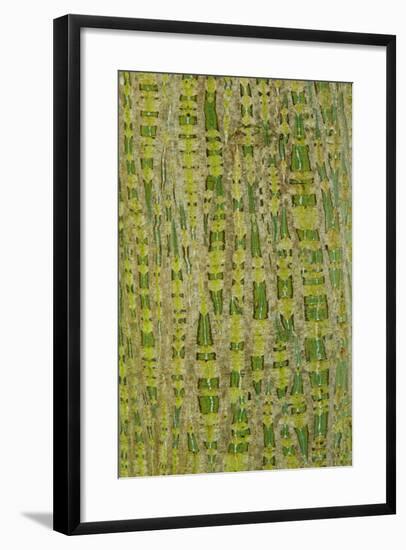 Her's Maple (Acer davidii grosseri) bark, close-up of trunk, in botanical garden, july-Krystyna Szulecka-Framed Photographic Print