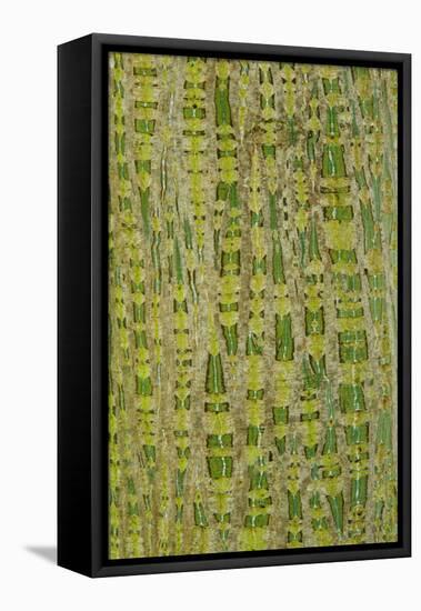 Her's Maple (Acer davidii grosseri) bark, close-up of trunk, in botanical garden, july-Krystyna Szulecka-Framed Stretched Canvas