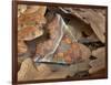 Herald moth camouflaged in leaf litter, Northern Ireland-Robert Thompson-Framed Photographic Print