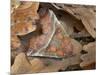 Herald moth camouflaged in leaf litter, Northern Ireland-Robert Thompson-Mounted Photographic Print