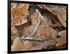 Herald moth camouflaged in leaf litter, Northern Ireland-Robert Thompson-Framed Photographic Print