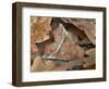 Herald moth camouflaged in leaf litter, Northern Ireland-Robert Thompson-Framed Photographic Print