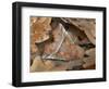 Herald moth camouflaged in leaf litter, Northern Ireland-Robert Thompson-Framed Photographic Print