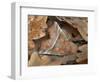 Herald moth camouflaged in leaf litter, Northern Ireland-Robert Thompson-Framed Photographic Print