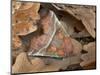 Herald moth camouflaged in leaf litter, Northern Ireland-Robert Thompson-Mounted Photographic Print