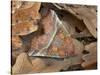 Herald moth camouflaged in leaf litter, Northern Ireland-Robert Thompson-Stretched Canvas