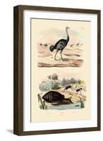 Herald Snail, 1833-39-null-Framed Giclee Print