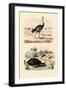 Herald Snail, 1833-39-null-Framed Giclee Print