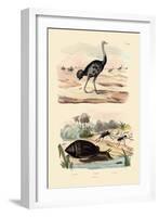 Herald Snail, 1833-39-null-Framed Giclee Print