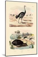 Herald Snail, 1833-39-null-Mounted Giclee Print