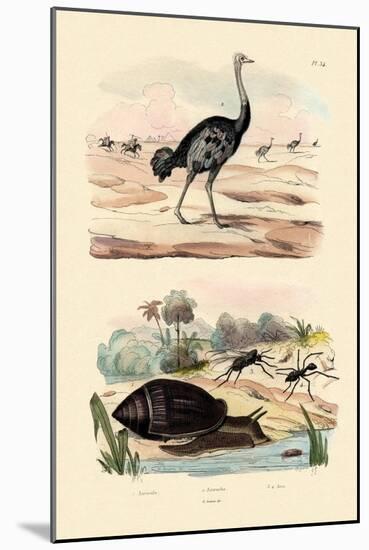 Herald Snail, 1833-39-null-Mounted Giclee Print