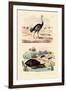 Herald Snail, 1833-39-null-Framed Giclee Print