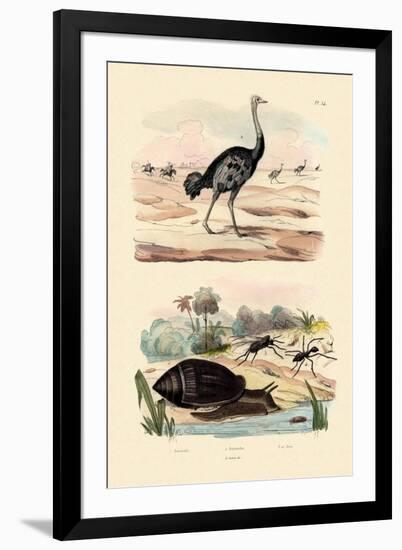 Herald Snail, 1833-39-null-Framed Giclee Print