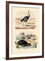 Herald Snail, 1833-39-null-Framed Giclee Print