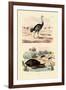 Herald Snail, 1833-39-null-Framed Giclee Print