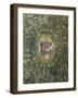 Heraldic Emblem of Ludovico Il Moro, 1498-1499-Leonardo da Vinci-Framed Giclee Print