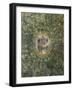 Heraldic Emblem of Ludovico Il Moro, 1498-1499-Leonardo da Vinci-Framed Giclee Print