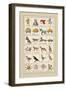 Heraldic Symbols: Mortne and Maiden's Head-Hugh Clark-Framed Art Print