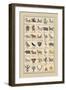 Heraldic Symbols: Sagittarius and Spinx-Hugh Clark-Framed Art Print