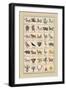 Heraldic Symbols: Sagittarius and Spinx-Hugh Clark-Framed Premium Giclee Print