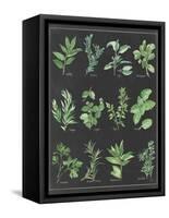 Herb Chart on Black White Border-null-Framed Stretched Canvas