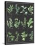 Herb Chart on Black White Border-null-Stretched Canvas