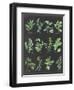 Herb Chart on Black White Border-null-Framed Art Print