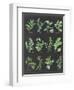 Herb Chart on Black White Border-null-Framed Art Print