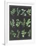 Herb Chart on Black White Border-null-Framed Art Print