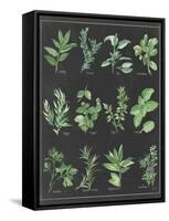 Herb Chart on Black White Border-null-Framed Stretched Canvas