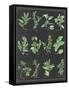 Herb Chart on Black White Border-null-Framed Stretched Canvas