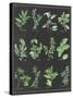 Herb Chart on Black White Border-null-Stretched Canvas