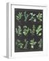 Herb Chart on Black White Border-null-Framed Art Print