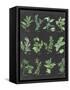 Herb Chart on Black-Chris Paschke-Framed Stretched Canvas