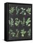 Herb Chart on Black-Chris Paschke-Framed Stretched Canvas