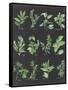 Herb Chart on Black-Chris Paschke-Framed Stretched Canvas