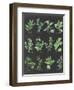 Herb Chart on Black-Chris Paschke-Framed Art Print