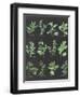 Herb Chart on Black-Chris Paschke-Framed Art Print