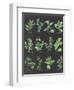 Herb Chart on Black-Chris Paschke-Framed Art Print