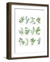 Herb Chart-Chris Paschke-Framed Art Print